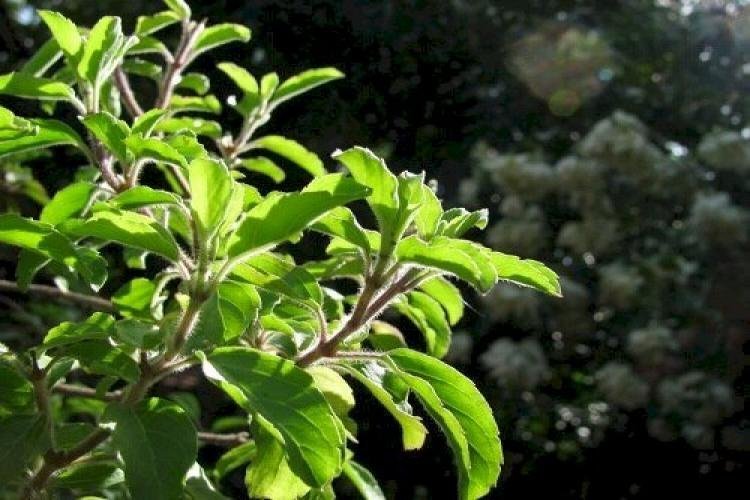 Tulsi Is A Mine Of Properties, Beneficial In Reproductive Diseases