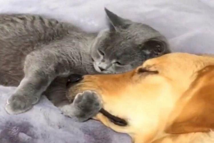 Cat And Dog Friendship Surprised People, And Gave An Example Of Belonging