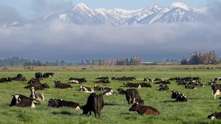 Agriculture tax in New Zealand: Taxes will have to be paid for cow-sheep belching and urine from 2025