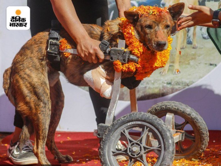 Mana Kukur Tihar in Nepal: Garlanded, thanked dogs for loyalty with Tilak-Aarti