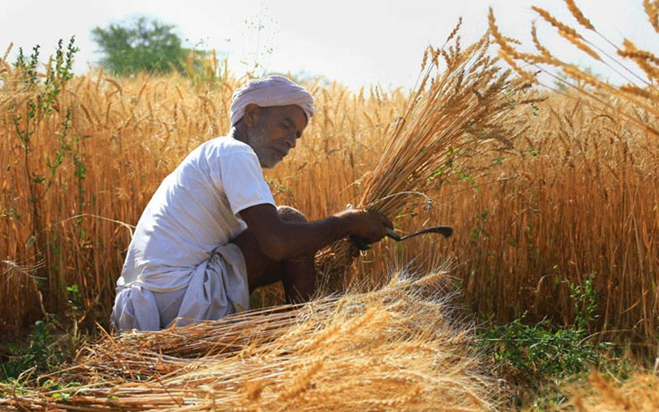 Increase in MSP of Rabi crops: Support price of wheat was raised to Rs 2,125 per quintal