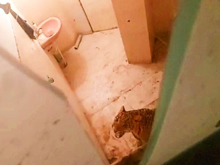 Injured Leopard entered the farmhouse in Jaipur; Employees showed understanding and closed the toilet