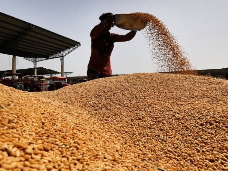 Wheat production in the country will be less due to unseasonal rains: There may be a decrease of 10 to 20 lakh tonnes