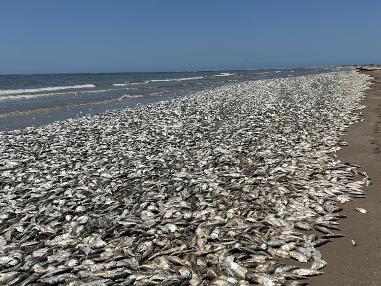 Millions of fish found dead on the seashore in America: Most of them are of Manhaden species