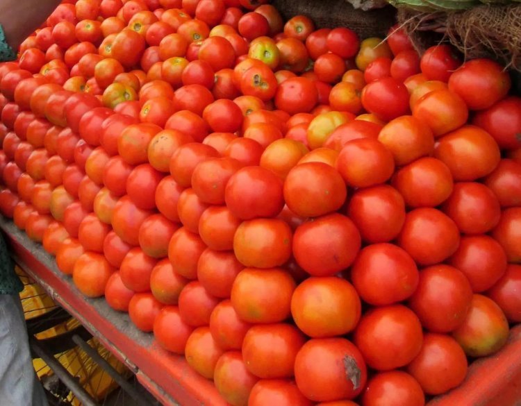 Government is selling tomatoes for Rs 250 per kg for Rs 80, can avail the scheme in these states including Delhi-NCR