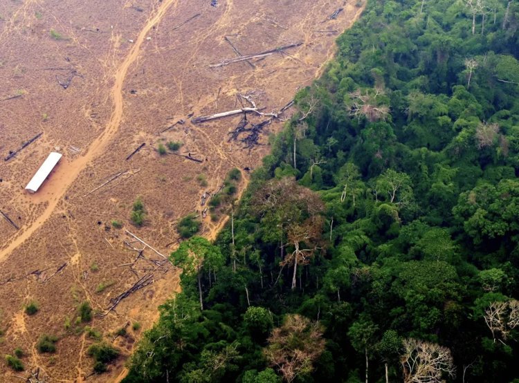 Brazilian government engaged in saving the 'lungs of the earth', deforestation decreased by more than 66% compared to last month