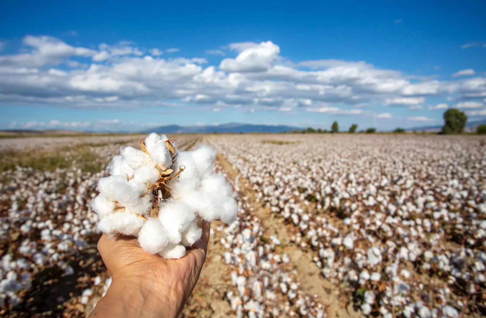 Fall in cotton prices continues, farmers are avoiding selling in anticipation of price rise