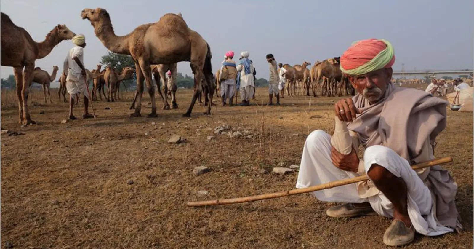 Rajasthan: Camel population has declined by about 40% in the last two decades, cattle keepers are now turning their backs