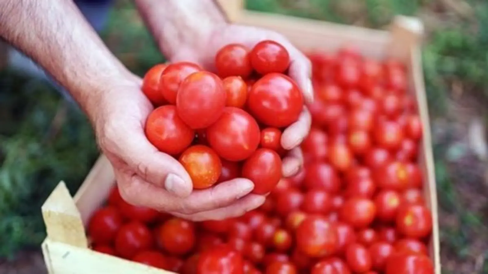 Increased supply from Andhra-Karnataka is expected to lower tomato prices, with prices reaching ₹75 per kg in Delhi