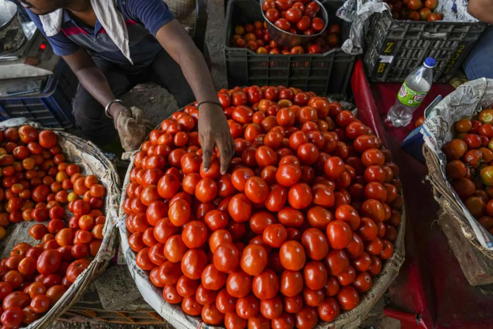 Relief to the people of Delhi-NCR and Mumbai, the government will sell tomatoes at Rs 50 per kg from Friday