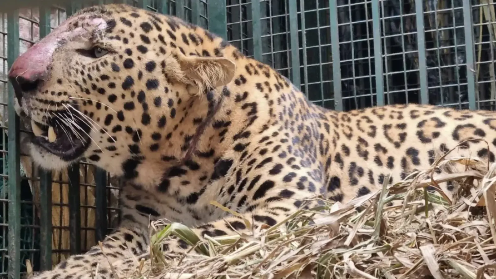 Udaipur: Leopard surrenders to Army's plan, came and sat in the cage itself; had made three people its prey