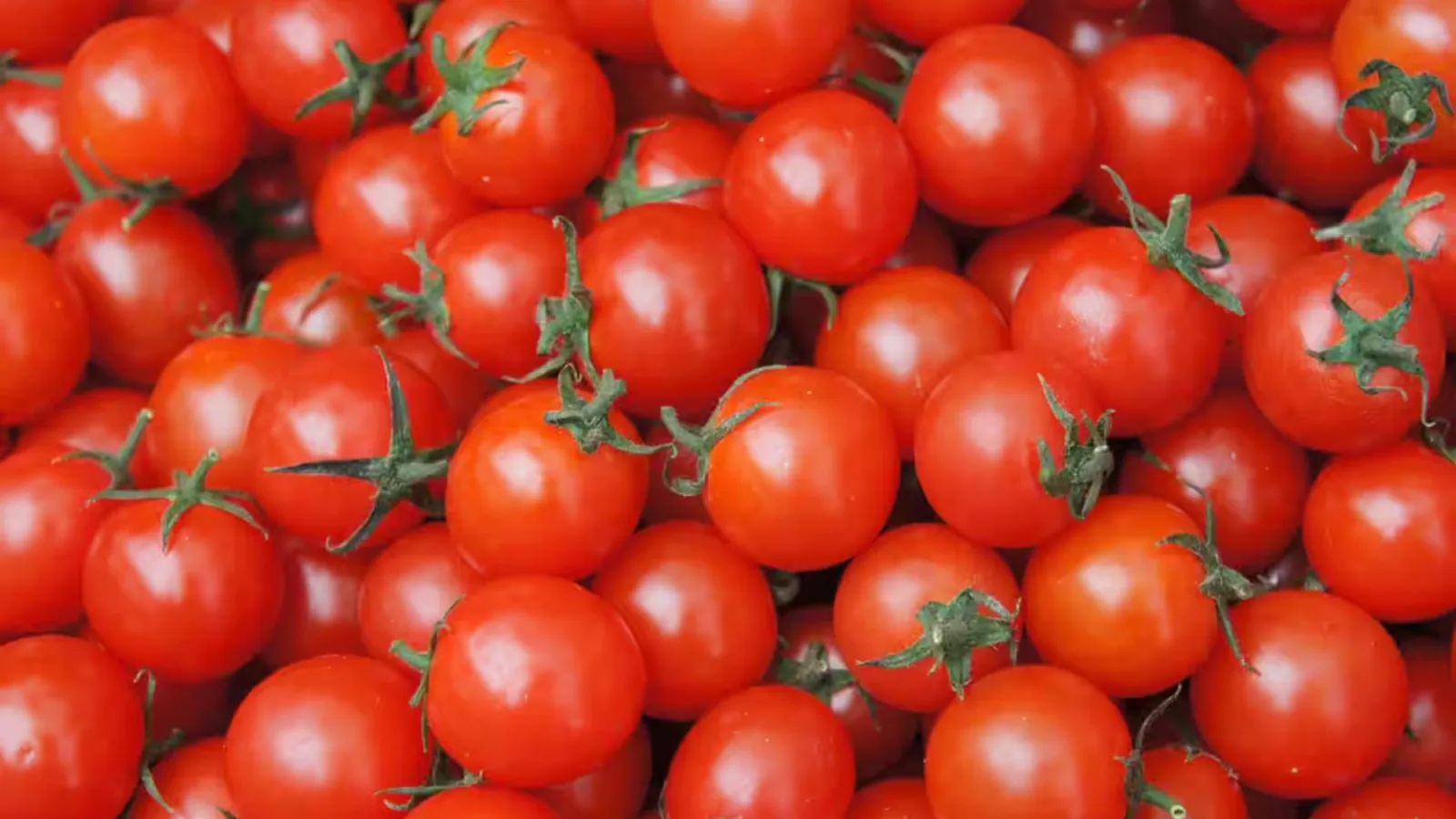 Tomato prices fell 22% in a month, still Rs 52 per kg