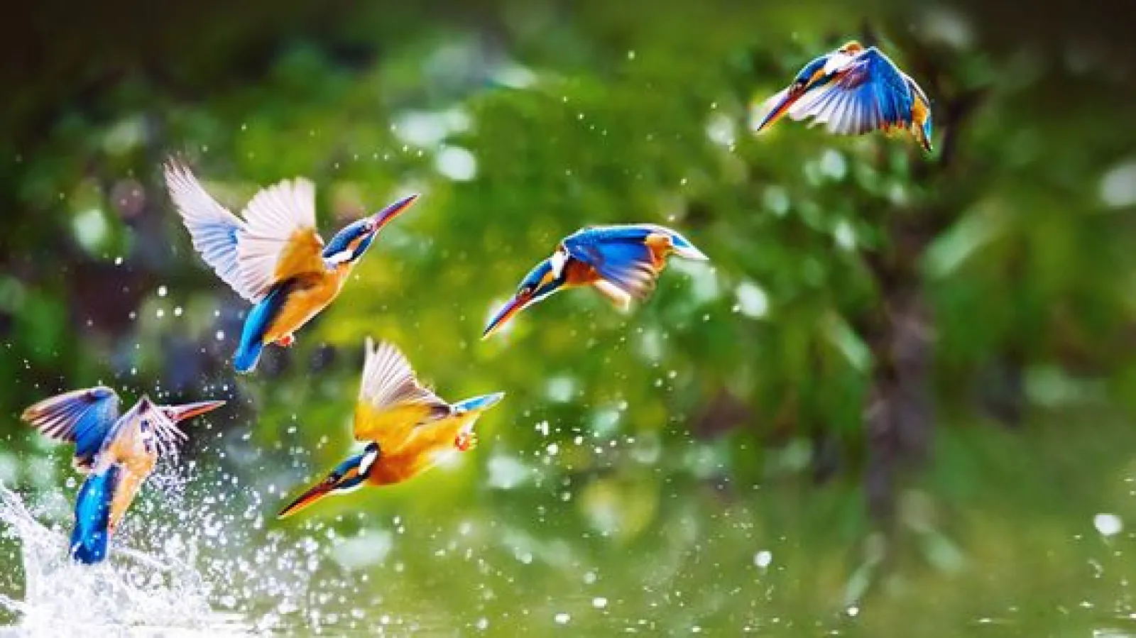 Some best Bird Sanctuaries for Wildlife Lovers, where you'll find colorful birds in winter