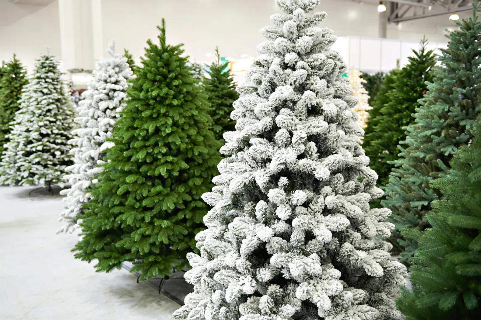 Are you also looking for a Christmas tree? Know price and where to buy