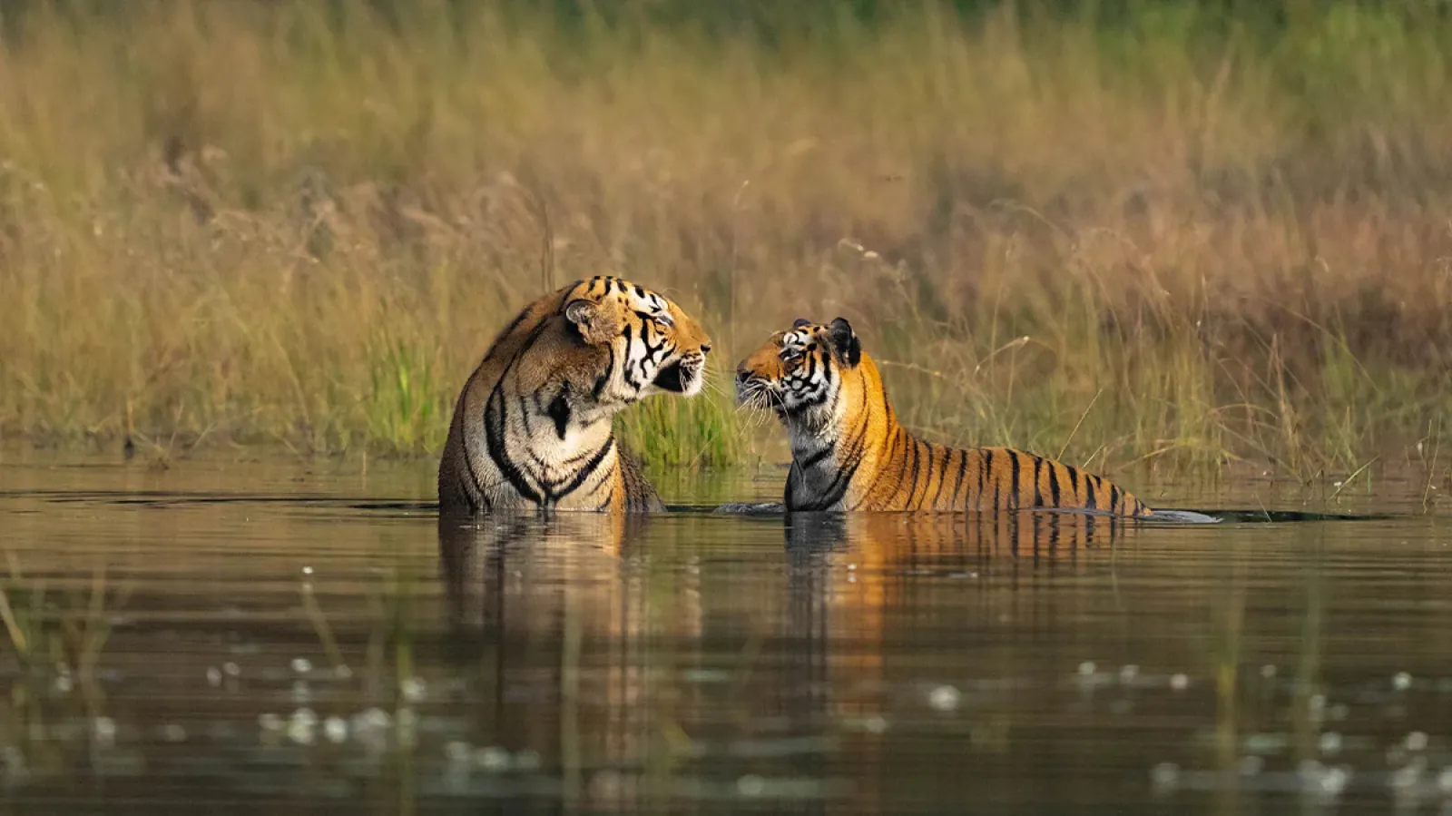 Visit these exciting places in India to have the best experience to see tigers up close